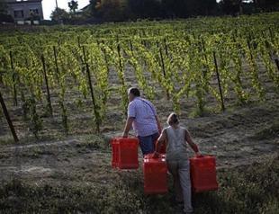 World’s oldest wine may have been Italian