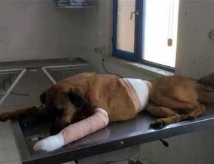 Unidentified assailants shoot, injure stray dog in Turkey’s Antalya