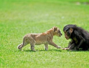 Lion Cesur versus chimpanzee Can in Gaziantep