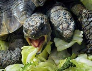Two-headed tortoise celebrates 20 years