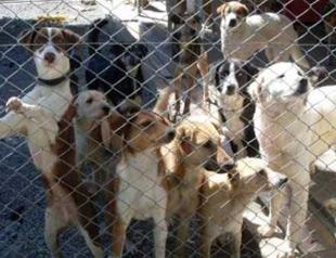 Animals in shelters run by municipalities die during 10-day-long public holiday