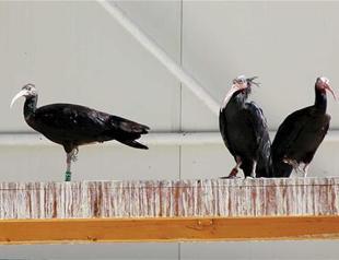 Bald ibises to have new homes