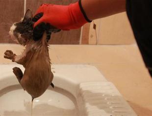 Kitten rescued from toilet hole in northwestern Turkey