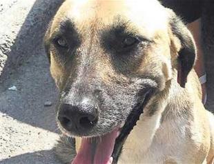 Dog sounds alarm against child kidnapper in western Turkey