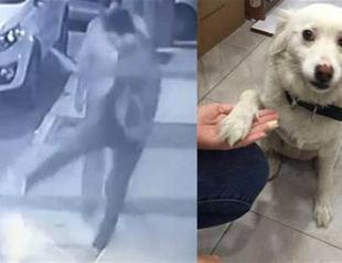 Man detained after footage emerges of him kicking dog in western Turkey