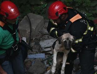 Dog tortured, tossed from height of 20 meters saved in Turkey’s Gaziantep