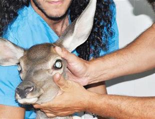 Blind fawn undergoes cataract surgery in Afyon