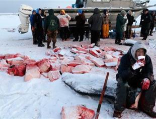 Japan kills 177 whales in Pacific campaign: Gov’t