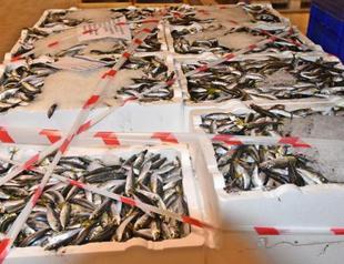 Turkish authorities seize 21 tons of fish for ‘violating size regulations’