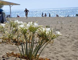 People picking endangered sea daffodils in Turkey’s Mediterranean to be fined