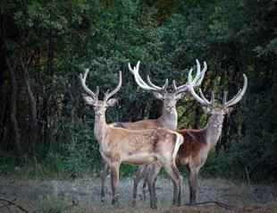 Hungry stray dogs attack red deer in breeding center in Turkey’s Bursa