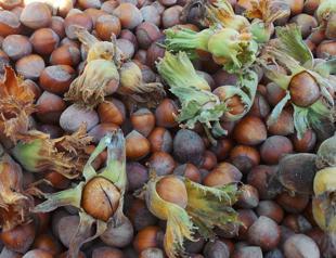Turkey’s hazelnut exports almost double in September