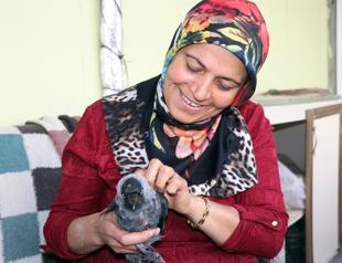 Disabled crow Garip ‘cared for like a baby’