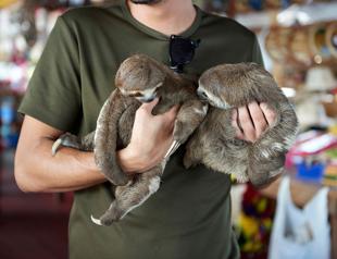 Activists condemn craze for wild animal selfies