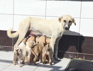 Jail sentences on way for all animal abusers: Minister