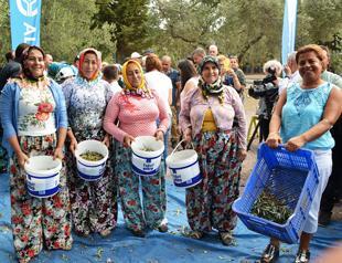 Woman picks 2.8 kilograms of olives in two minutes
