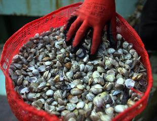 10 tons of cockles to be sold in Europe seized in Turkey