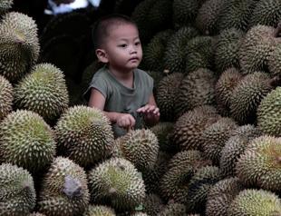 Secrets of famously pungent durian fruit revealed