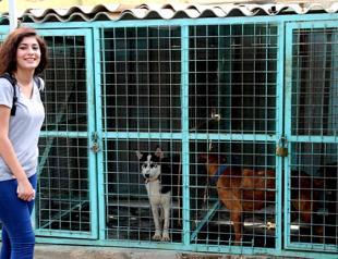 Iraqi animal lovers go online to save strays