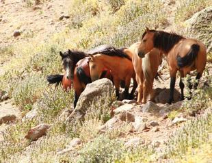 Microchipped yılkı horses to be put up for adoption