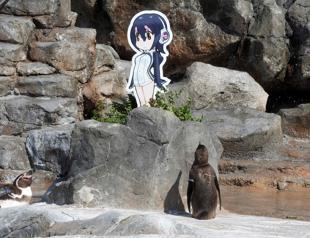 Japan mourns dead penguin