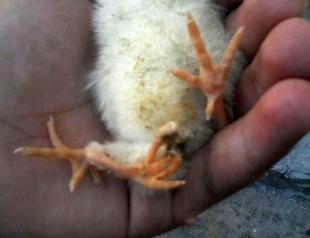 Four-legged chick baffles locals in Turkey’s south