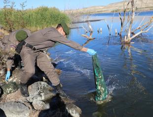 Turkish gendarmerie frees 7,500 poached frogs