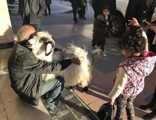 Goat ‘Princess’ becomes apple of locals’ eyes in Turkey’s north