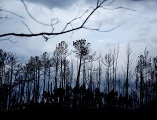 Wildfire toll hits 45 in Portugal-Spain