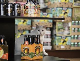 Ornery shelter cats get new chance