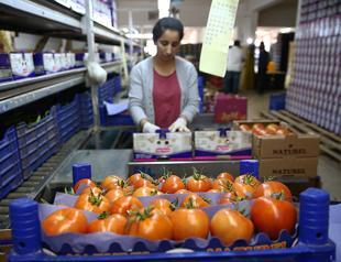 Russia backdates import of Turkish tomatoes to Nov. 1