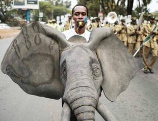 Elephant poaching in Africa falls, ivory seizures up