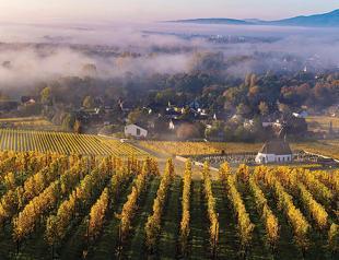 World wine output set to fall to lowest since 1961: Report