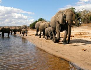 Elephants are fast going extinct, say experts