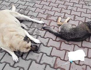 Forced relocation of stray dogs in Istanbul angers animal rights activists
