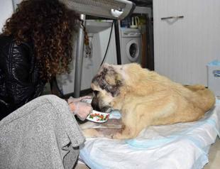 Kangal dog returns to life with blood transfusion
