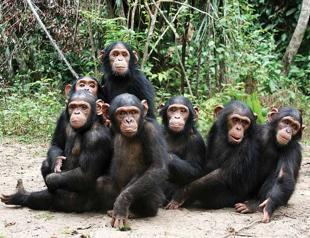 Lions, chimps, sharks get added protection