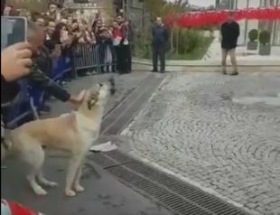 Dog protests municipality during animal rights demonstration in Istanbul