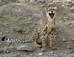 Iran moves to save last mascot Asiatic cheetahs
