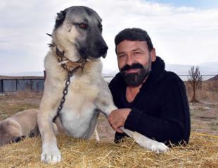 Kangal dogs to be hired for Turkey’s border post security