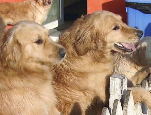 Abandoned dogs from Turkey find homes in St. Louis
