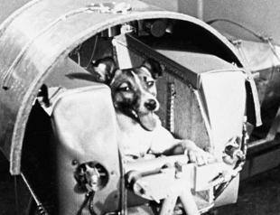 Mice, fish and flies: the animals still being sent into space