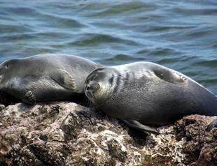 Russia investigates: 141 dead seals wash up on Lake Baikal’s shores