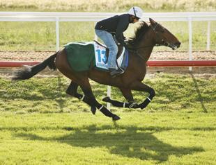 Dettori looks to end Melbourne Cup wait on Almandin