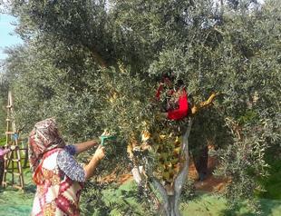 13th Olive Harvest Days take off in Ayvalık in Turkey’s northwest