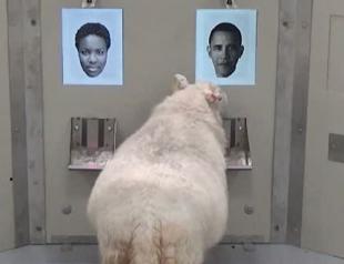 Baa-rack Sheep recognise Obama from photo
