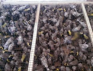 Over 800 rare birds seized in Turkey’s southeast