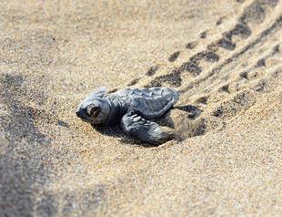 Half-million baby turtles reached sea in 2017: Ministry