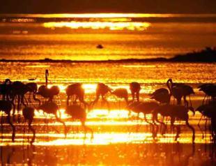 Flamingo migration to Turkish resort Bodrum captivates photographers