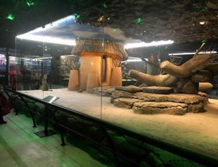 Wild cat exhibited in Ankara mall draws criticism